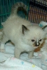 3 week old smudge